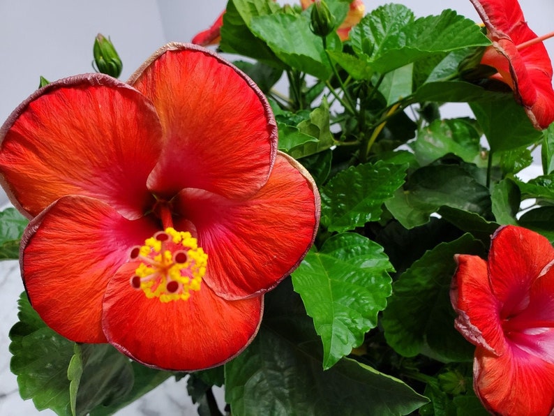 Live Hibiscus Plant - Red Flowering Bush - 3 Gallon - Tropical Garden Plant - Hibiscus rosa-sinensis