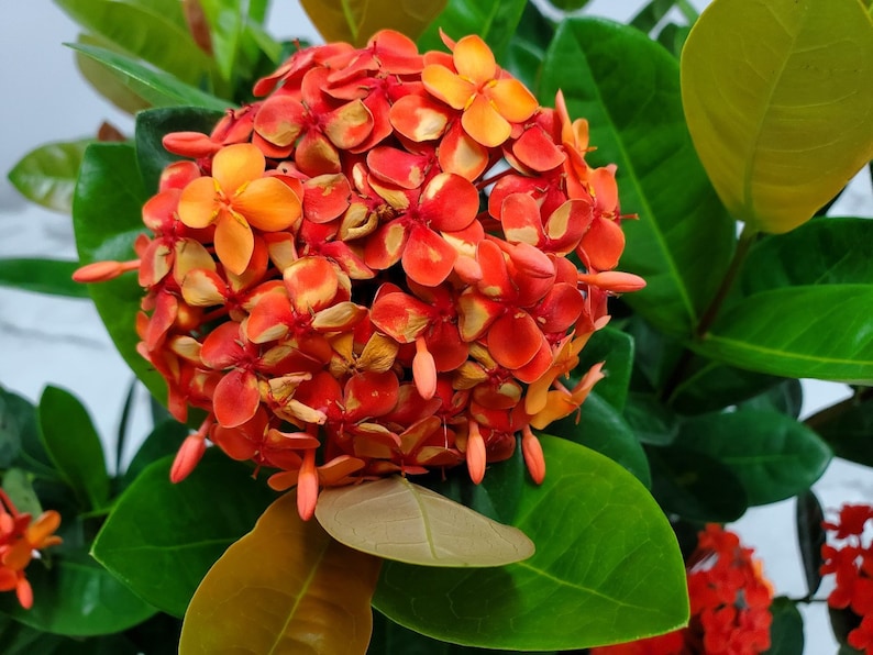 Ixora Live Plant - 3 Gallon - Maui Red Flowering Plant - Ixora coccinea - Vibrant Outdoor Garden Accent