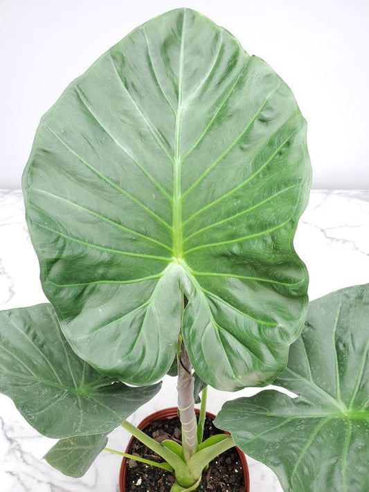Alocasia Regal Shield Foliage Plant - Easy Care Large House Plant - 10" Planter - Alocasia reginula - Tropical Indoor Decor