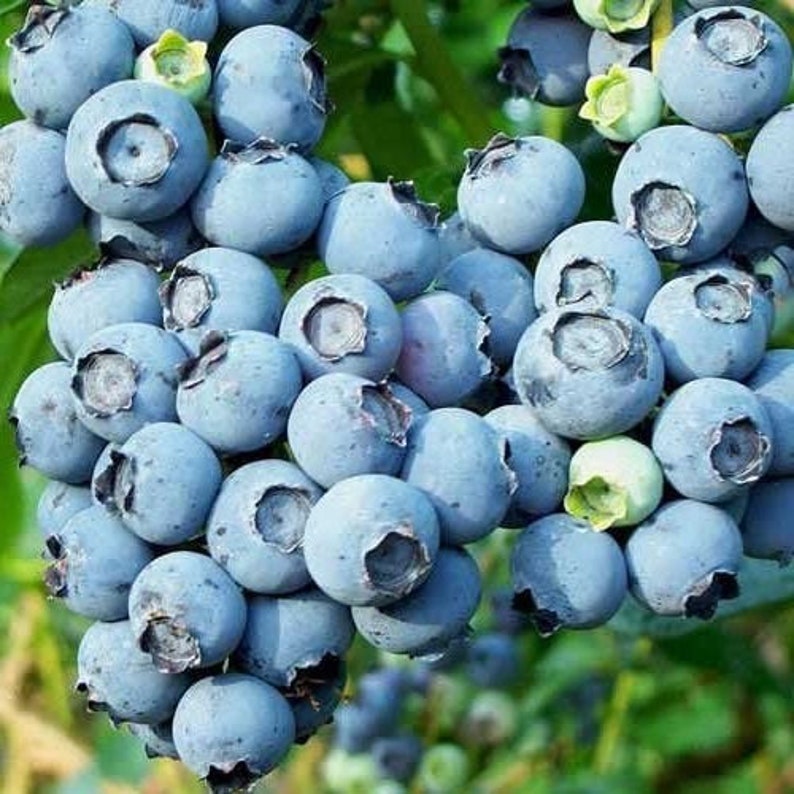 Elliot Blueberry Plant Starter - Live Fruit Bush - Vaccinium 'Elliot' - Self-Fertile, Cold Hardy, Perfect for Small Gardens