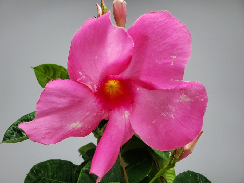 Mandevilla Vine Plant - Pink Hanging Plant in 12" Basket - Tropical Flowering Plant - Mandevilla spp.