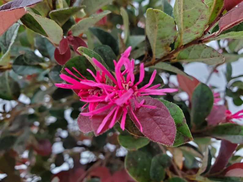 Loropetalum Plum Delight Live Plant - Chinese Fringe Flower - 3 Gallon - Loropetalum Chinense - Tropical Plants of Florida