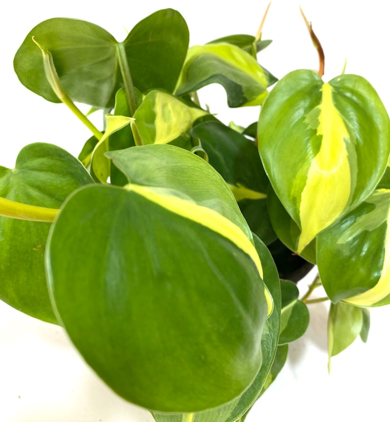 Philodendron Brazil Vine in Trellis, Live Tropical Plant, Heart-Shaped Leaves, Philodendron Heuveltii, Indoor Air Purifier