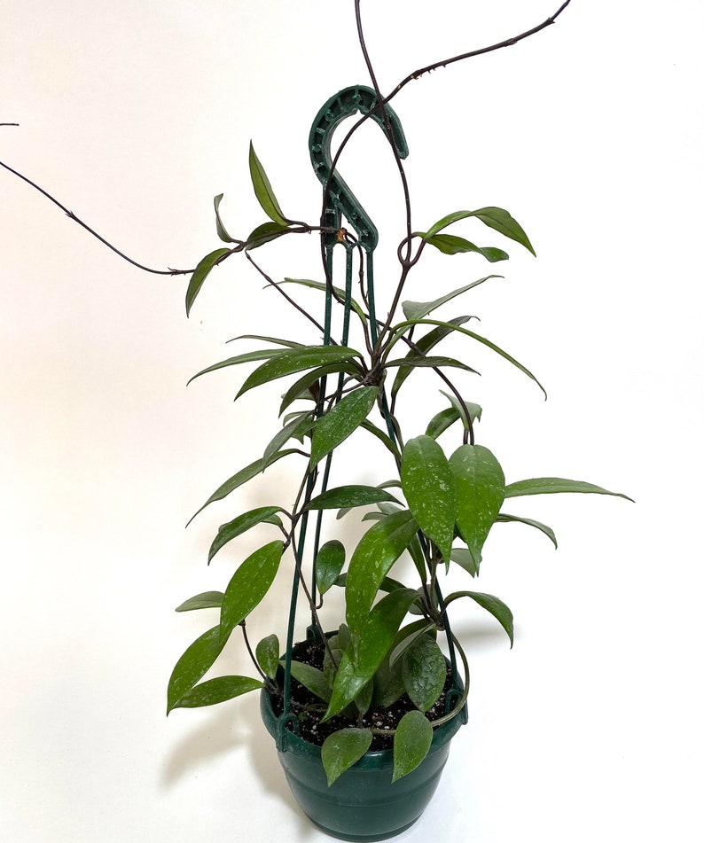 Hoya Publicalyx Splash Live Plant in Hanging Basket - Variegated Green & Silver Foliage, Perfect for Indoor Decor