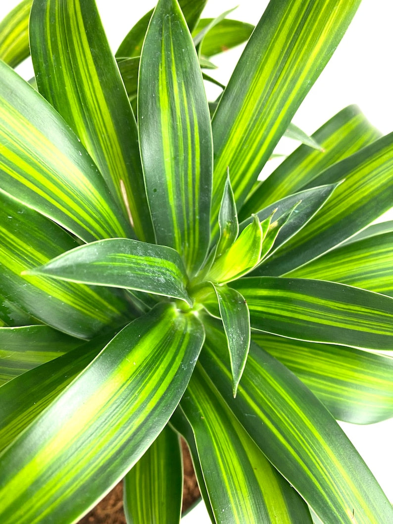 Dracaena Plant | Song of Jamaica | Indoor Houseplant | Dracaena Reflexa | Easy Care | Dark Green Leaves with Stripes