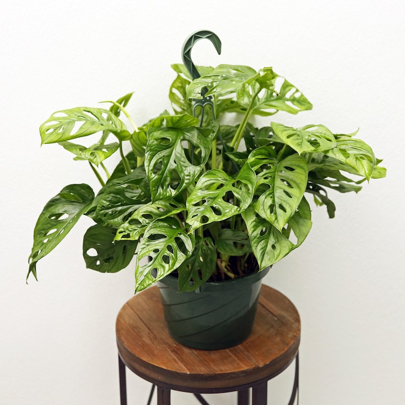 LIVE 8 Inch Hanging Basket Swiss Cheese Monstera Adansonii | Indoor Evergreen Vine Houseplant | Unique Foliage Plant