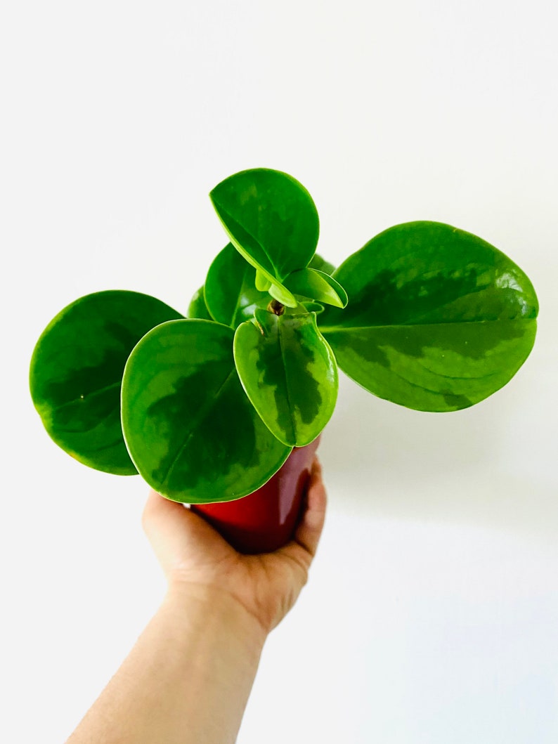 Peperomia Obtusifolia - Lemon & Lime Variegated Houseplant - Pet Safe Tropical Plant - Indoor Decor Plant