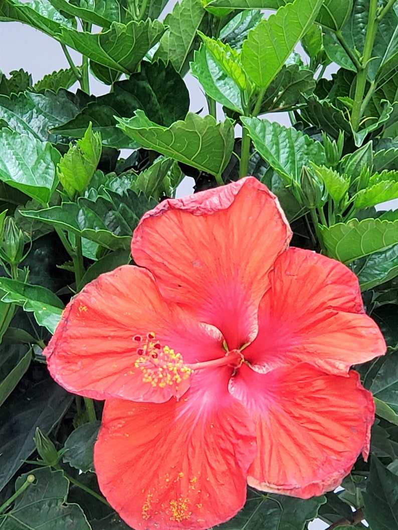 Flowering Tree Live Plant - Red Braided Hibiscus - 10" Planter - Hibiscus rosa-sinensis - Outdoor House Plant