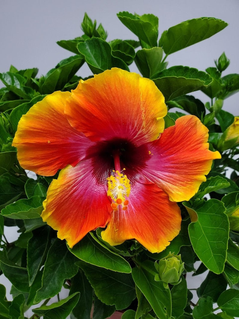 Flowering Shrub Hibiscus Plant - 1 Gallon Fiesta Bush - Tropical Hibiscus (Hibiscus rosa-sinensis) - Live Outdoor Plant