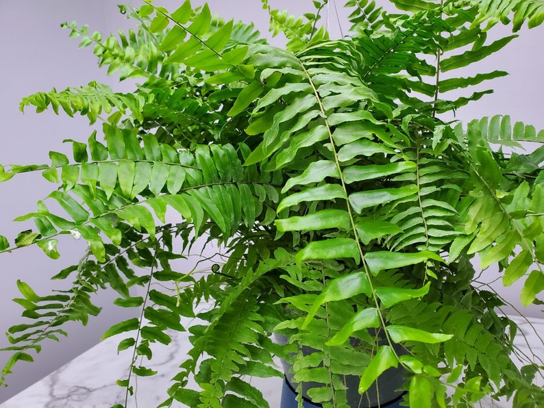 Macho Fern Plant - 12" Hanging Basket - Tropical Easy Care Foliage - Nephrolepis exaltata - Live Indoor/Outdoor Plant