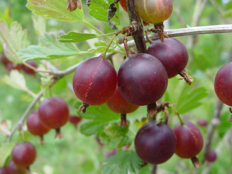 Pixwell Gooseberry Live Rooted Starter Plant, Edible Shrub, Self-Pollinating, Ribes Uva-Crispa, Zones 3-8