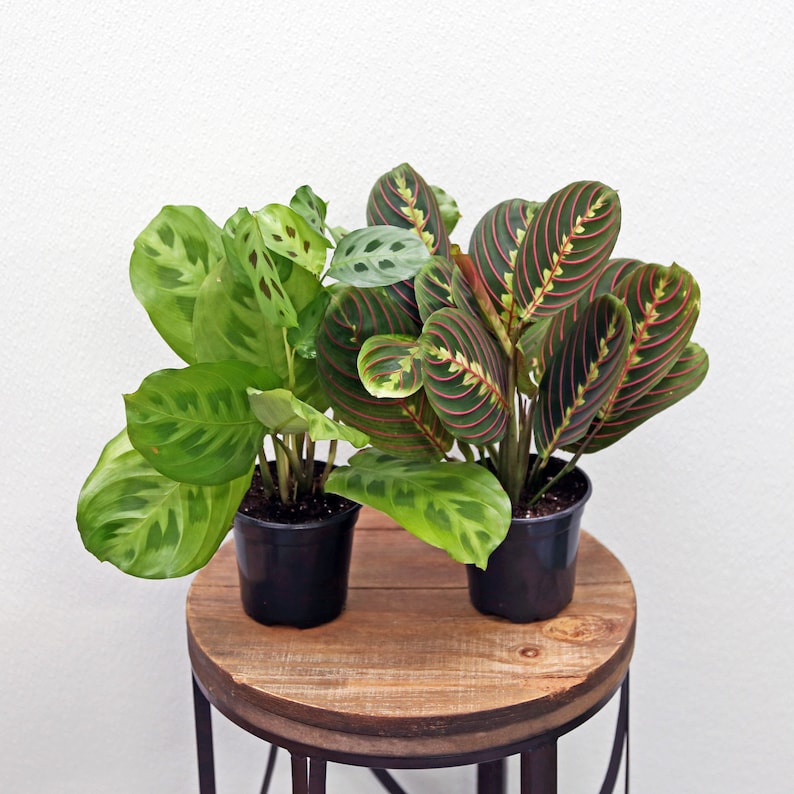 LIVE Prayer Plants Combo - 4 Inch Red & Green Maranta, Trailing Indoor Plants, Pet Friendly - Maranta leuconeura