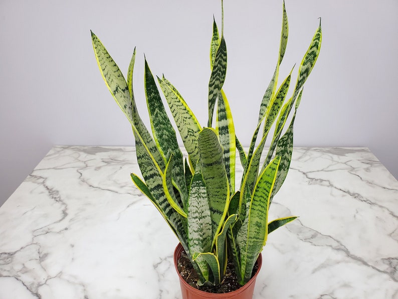 Sansevieria Laurentii Snake Plant - Live Easy Care Low Light Tropical Plant - 3 Gallon Pot - Indoor Outdoor Foliage Plant