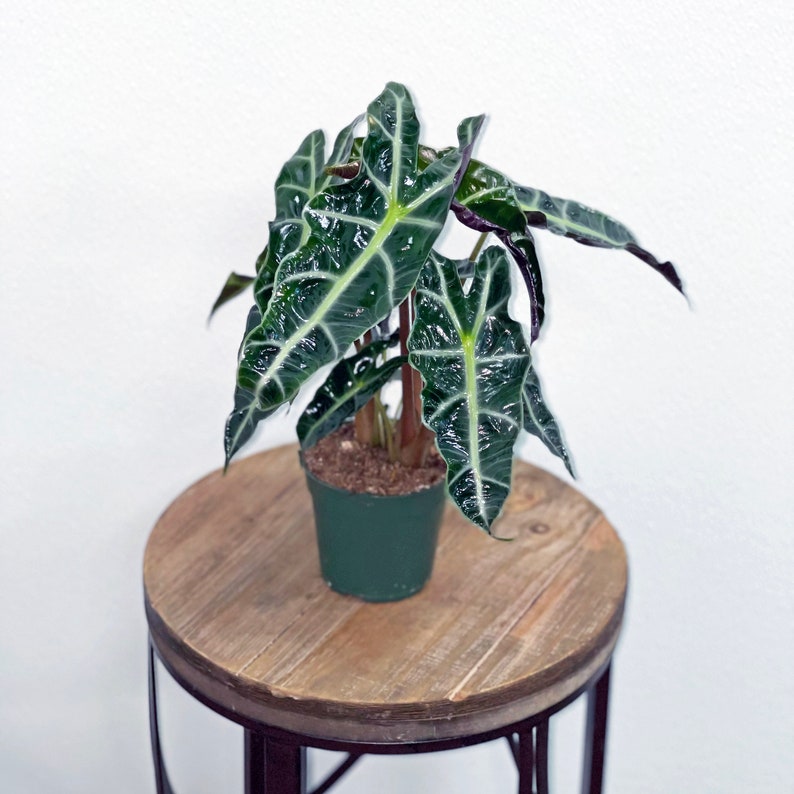 LIVE 4 Inch Alocasia Polly Plant, African Mask Plant, Indoor Houseplant, Alocasia Amazonica, Perfect Gift for Mom or Teacher