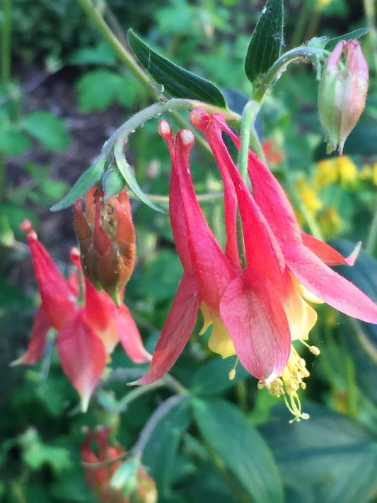 Wild Columbine Starter Plant - Aquilegia canadensis - Red & Yellow Flowers - Native Perennial for Part Shade - 3” Pot