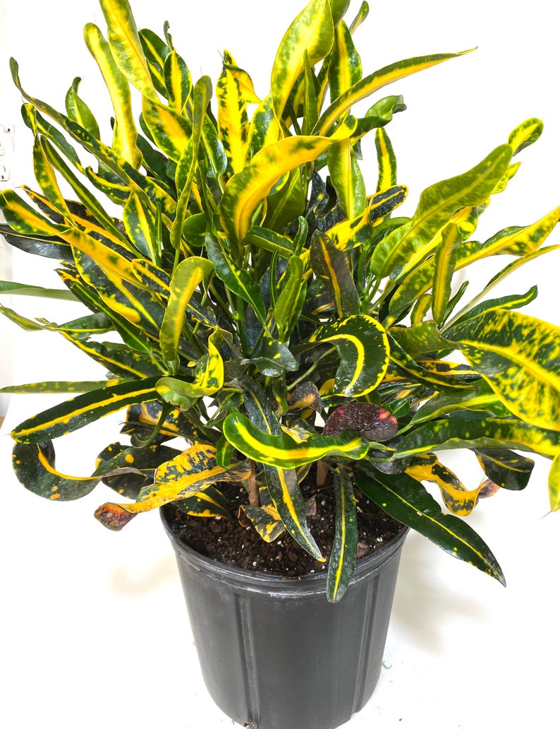 Croton Mammy Yellow Live Plant - Codiaeum variegatum - Tropical Indoor/Outdoor Foliage - Vibrant Yellow & Green Leaves