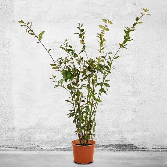 Bay Laurel Hedge Starter Plant - Evergreen Shrub - Laurus nobilis - Aromatic Leaves for Cooking - Live Plant