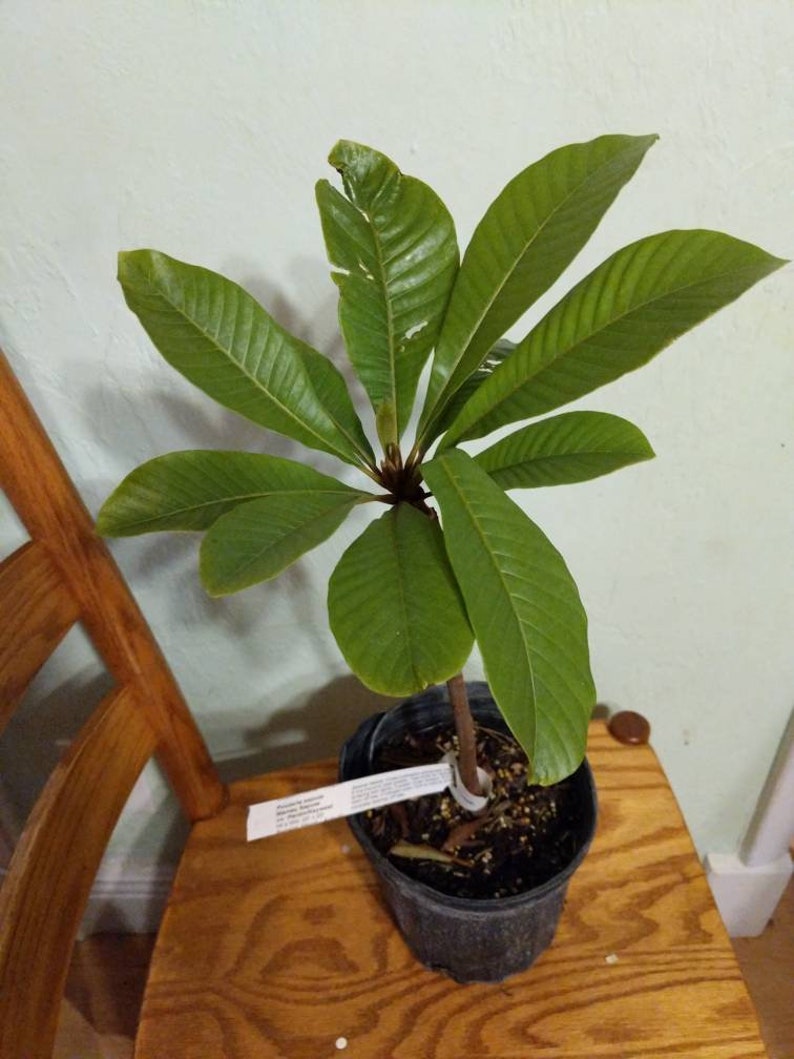Grafted Mamey Sapote Live Plant - 1 Year Old Pouteria Sapota - Tropical Fruit Tree Ready to Grow