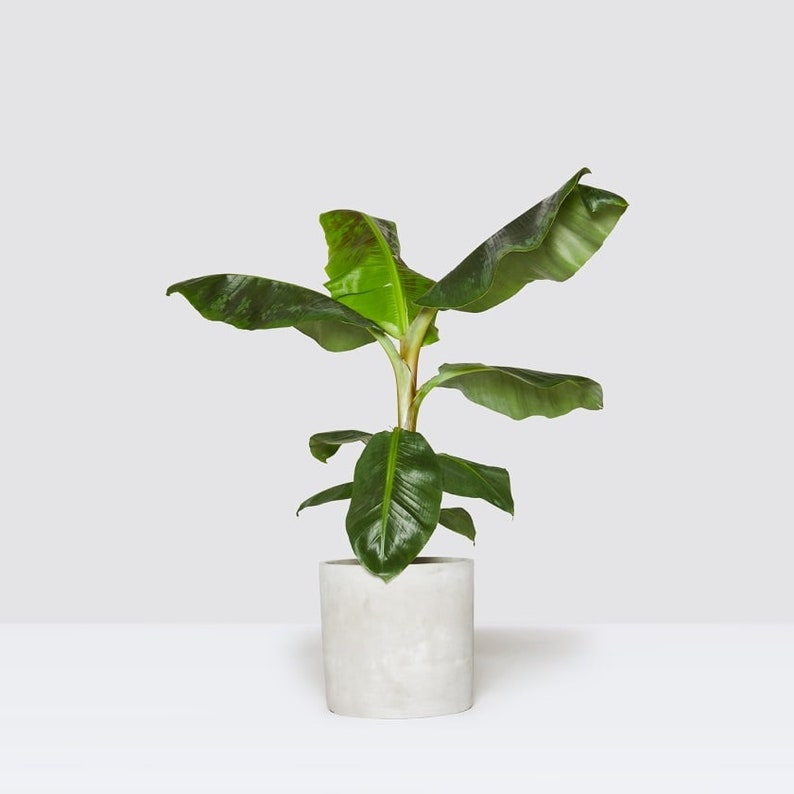 Dwarf Cavendish Banana Plant - 4-6 Inch Live Banana Tree - Musa Dwarf Cavendish - Indoor Fruit Plant for Humid Environments