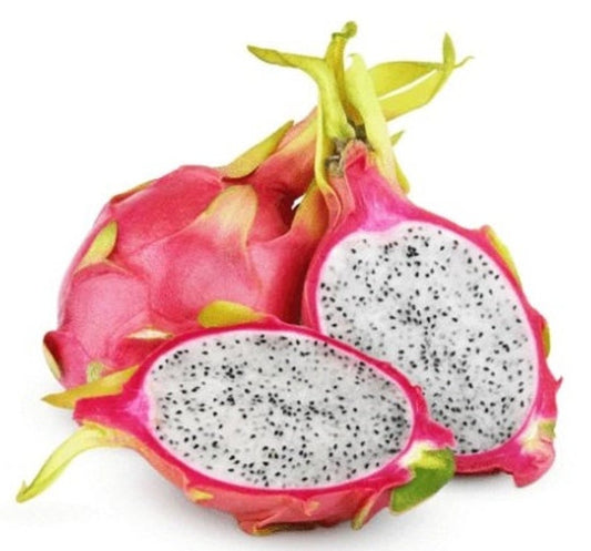 White Flesh Dragon Fruit Plant - Pitaya Starter - Selenicereus undatus - Healthy Live Cactus - Pink Dragon Fruit Variety