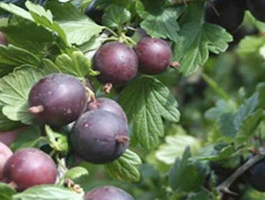 Black Velvet Gooseberry Live Plant - Worcesterberry Hybrid, Zones 4-7, Sweet Dark Red Fruit, Self-Pollinating, Organic