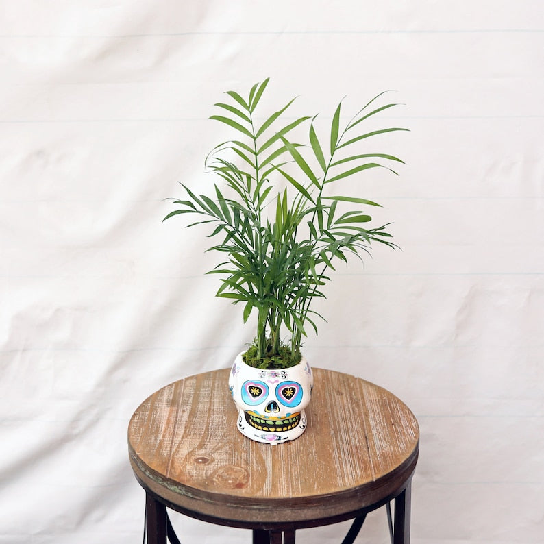 LIVE 4 Inch Parlor Palm Plant in Funky Ceramic Skull Pot, Chamaedorea Elegans, Indoor Houseplant, Unique Gift for Plant Lovers