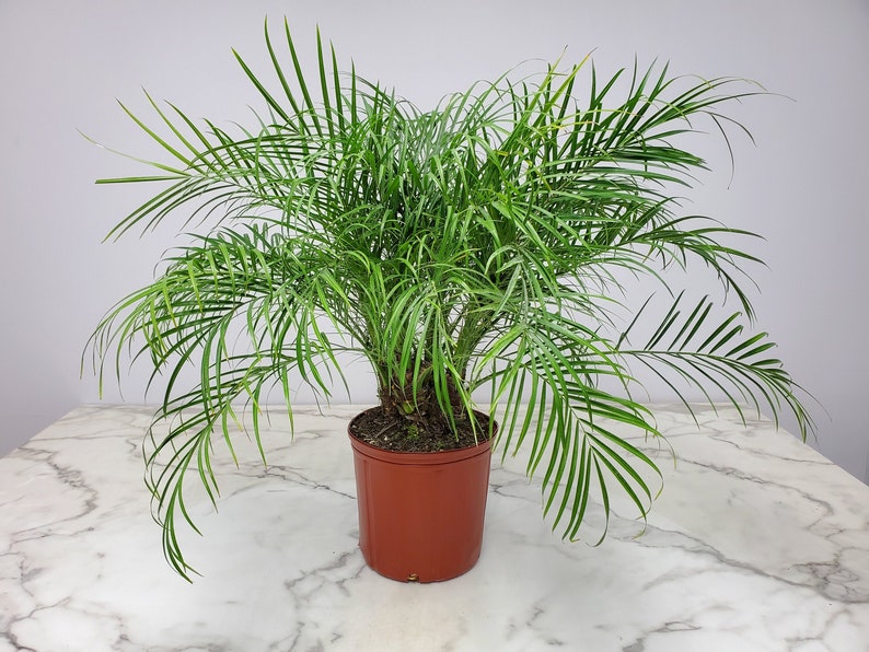 Roebellenii Palm Tree Plant - 3 Gallon - Tropical House Plant - Arecaceae - Elegant Indoor/Outdoor Decor