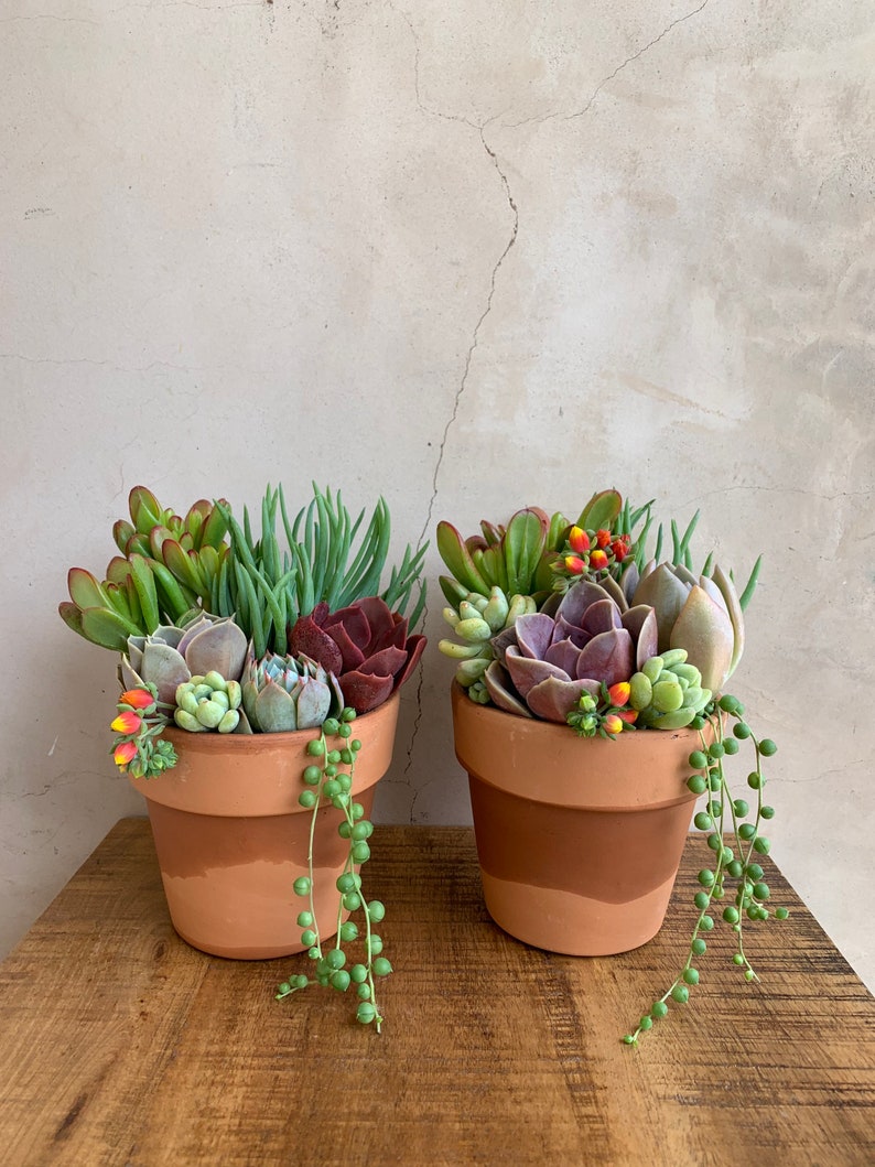 Succulent Arrangement 4.5” Terra-Cotta Pot Live Plants Handmade Gifts - Outdoor Succulents for Sunny Spots