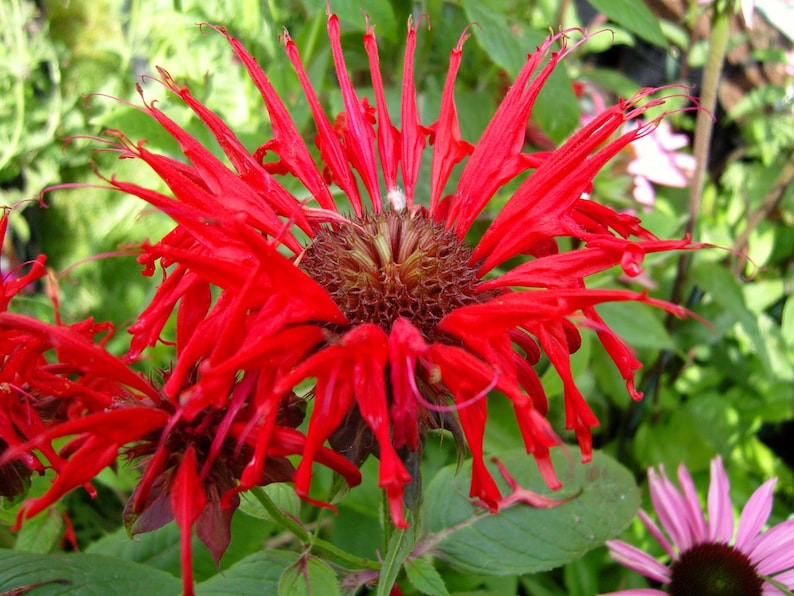 Scarlet Bee Balm Live Starter Plant - Monarda didyma 'Jacob Cline' - Native Perennial - Powdery Mildew Resistant