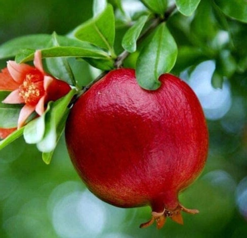 Wonderful Pomegranate Tree - Live Starter Plant - Punica Granatum - Fruit Tree with Orange-Red Blooms - Edible Landscape Plant