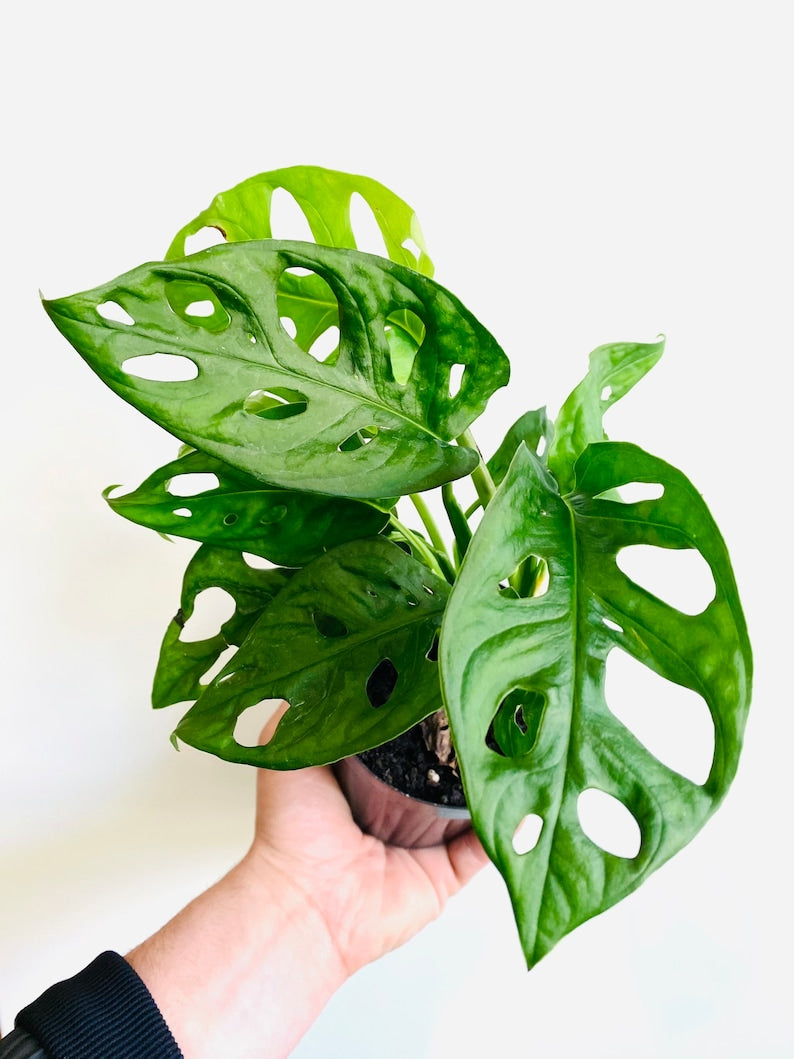Monstera Adansonii Plant - 6 Inch Wide Form - Swiss Cheese Plant - Indoor Climbing Houseplant - Monstera Deliciosa Family