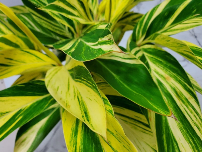 Variegated Ginger Plant - Shell Ginger - 10" Pot - Tropical Foliage - Easy Care - Alpinia Zerumbet
