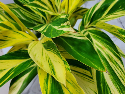 Variegated Ginger Plant - Shell Ginger - 10" Pot - Tropical Foliage - Easy Care - Alpinia Zerumbet