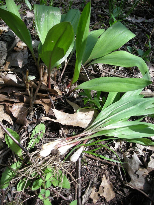 Wild Ramps Bulbs - 10 Bare Root Wild Leeks - Allium tricoccum - Organically Grown, Freshly Harvested for Planting