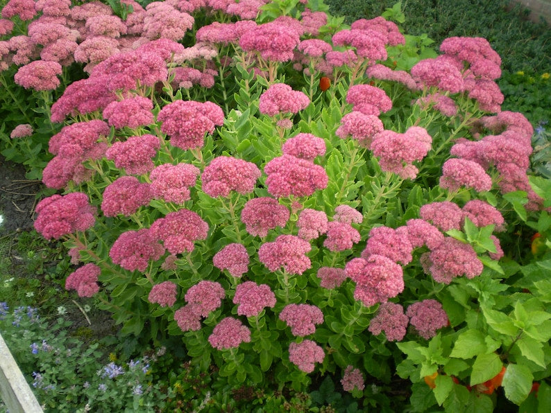 Sedum 'Neon' Live Starter Plant - 2.5" Succulent with Bright Green Foliage - Hylotelephium spectabile - Drought Tolerant