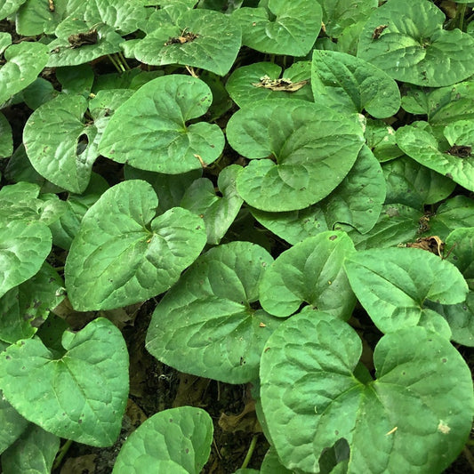 10 Bare Root Wild Ginger Plants - Asarum Canadense - Organic Native Perennial Wildflower Planting Stock