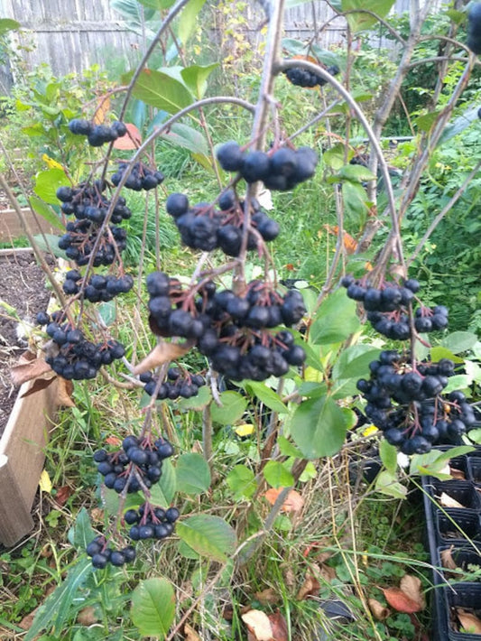Viking Aronia Berry Plant Starter - Live Rooted Shrub (Aronia melanocarpa) - Zones 3-8, Pesticide-Free, Self-Pollinating