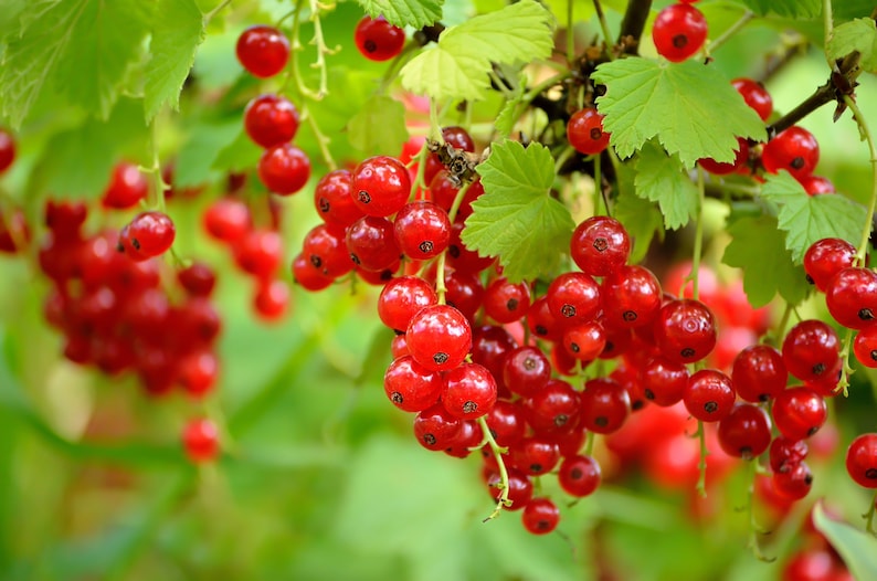 Perfection Red Currant Plant, 1 Rooted Shrub, Self-Pollinating, Ribes rubrum, Zones 3-7, Ideal for Jams and Pies