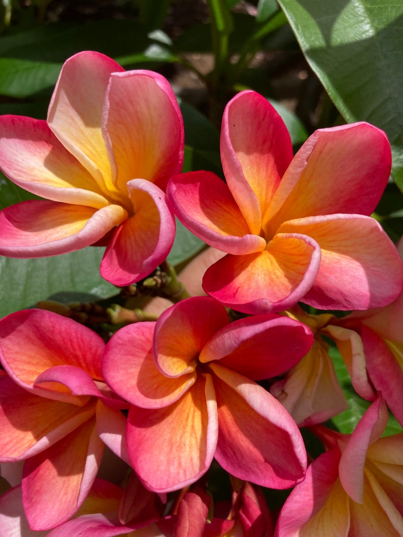 Hawaiian Frangipani Cutting 10-12 in Orange Peach Plumeria Rubra Tropical Exotic Plant, 3" Flower Diameter