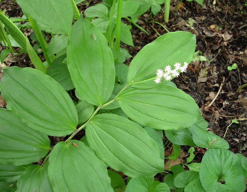 False Solomon's Seal Plants - 5 Bare Root Organic Wildflowers (Maianthemum Racemosum) Native Transplants for Gardens