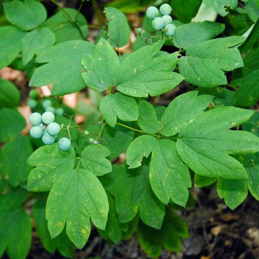 10 Blue Cohosh Plants Bare Root Organic Wildflower Caulophyllum Thalictroides Native Perennial