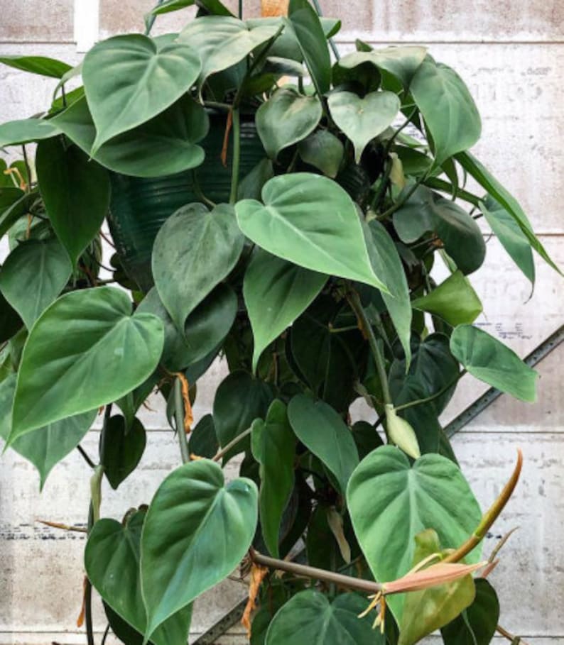 Rare Pothos Cuttings Mix - Marble, Njoy, Neon, Heart Leaf, Silver - Unrooted Cuttings for Plant Propagation (Epipremnum aureum)