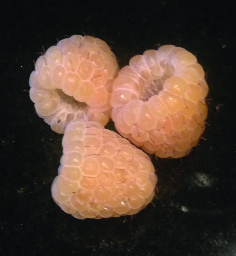 Yellow Anne Raspberry Live Starter Plant - Rooted, Self-Pollinating, Zones 4-9 - Sweet Yellow Berries, Rubus idaeus 'Anne'