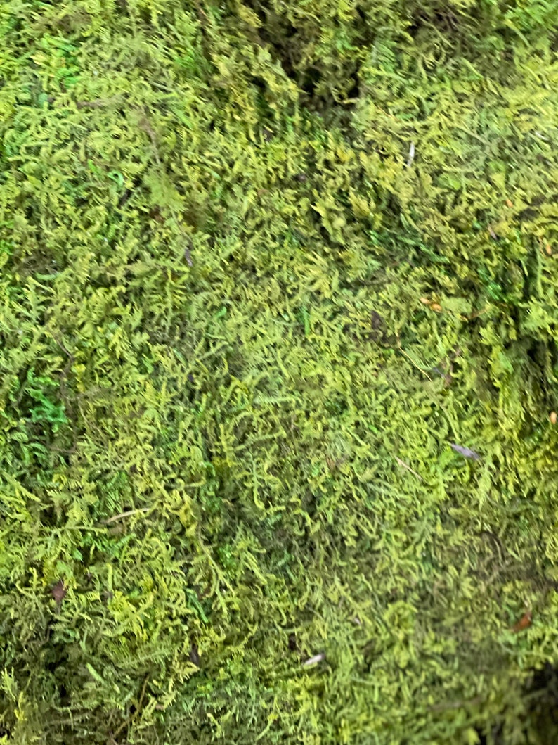 LIVE MOSS Green Sheet 1/2 lb Preserved Moss for Plant Arrangements - Ideal for Terrariums and Crafts