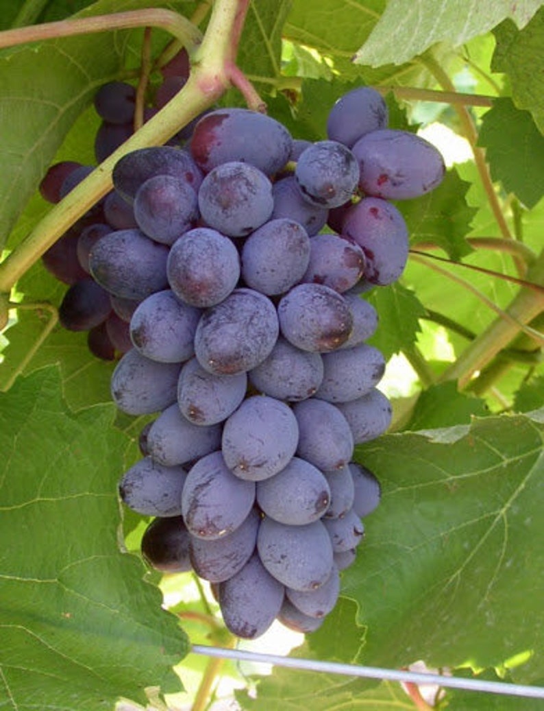 Fredonia Black/Blue Grape Plant - Live Rooted Starter, Self-Pollinating, Zones 5-8, Great for Juice & Fresh Eating, Vitis labrusca