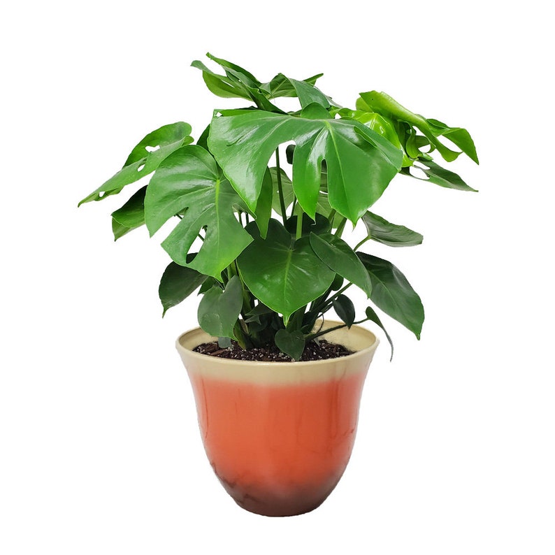 Monstera Deliciosa Swiss Cheese Plant in 10" Pot - Indoor House Plant - Easy Care Tropical Foliage - Monstera Plant