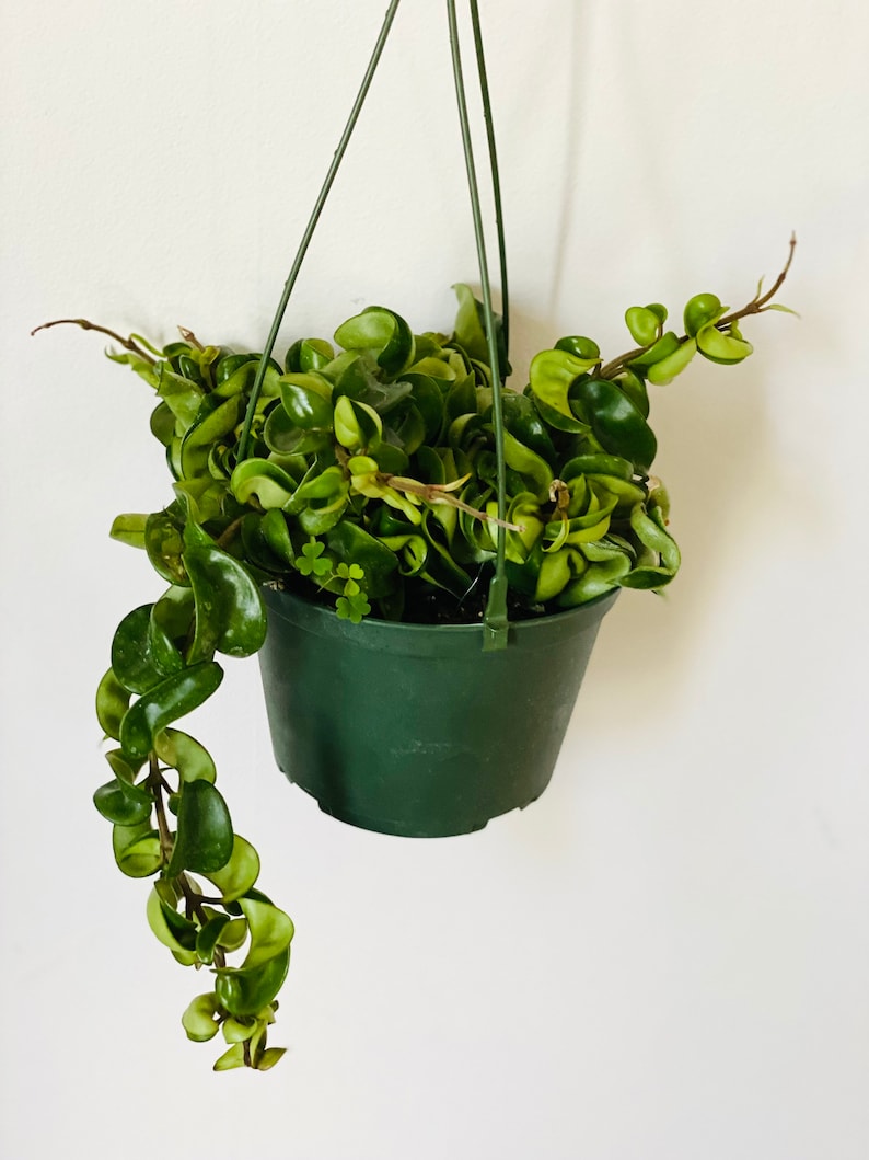 Hoya Hindu Rope Plant - Hoya Carnosa Compacta Green - Crinkle Hoya - Available in Multiple Sizes - Indoor Houseplant