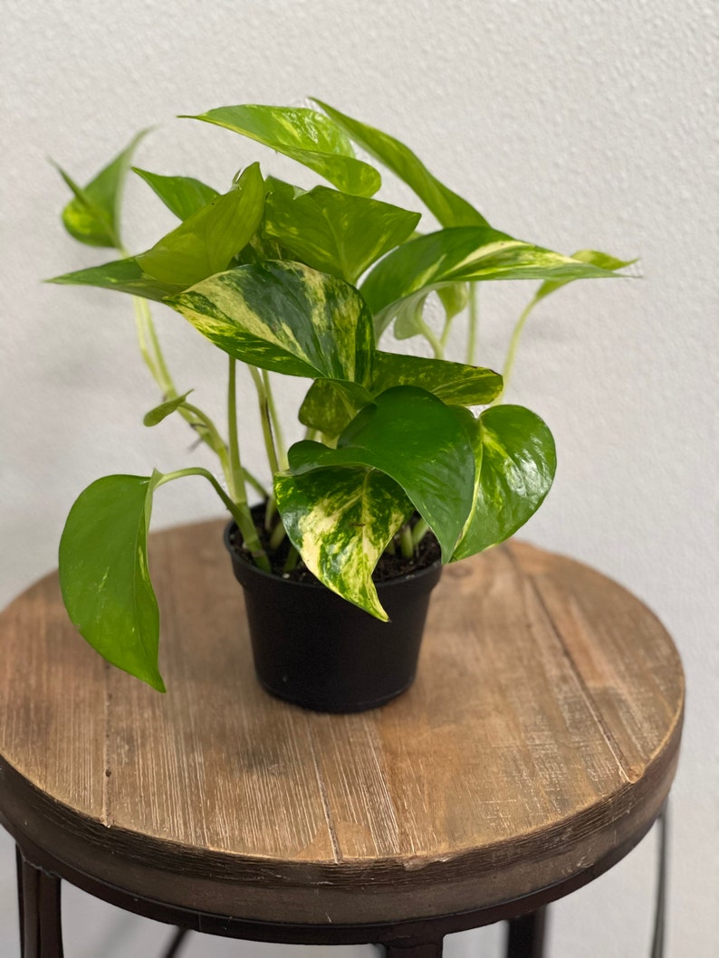 LIVE 4 Inch Golden Pothos Plant, Variegated Devil's Ivy, Indoor Houseplant, Easy Care, Epipremnum aureum