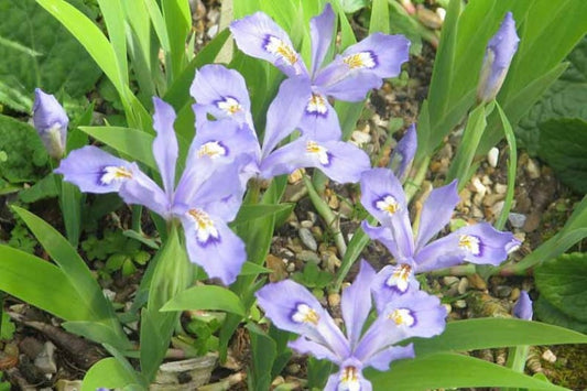 20 Bare Root Dwarf Crested Iris Plants | Iris Cristata | Organic Native Wildflowers