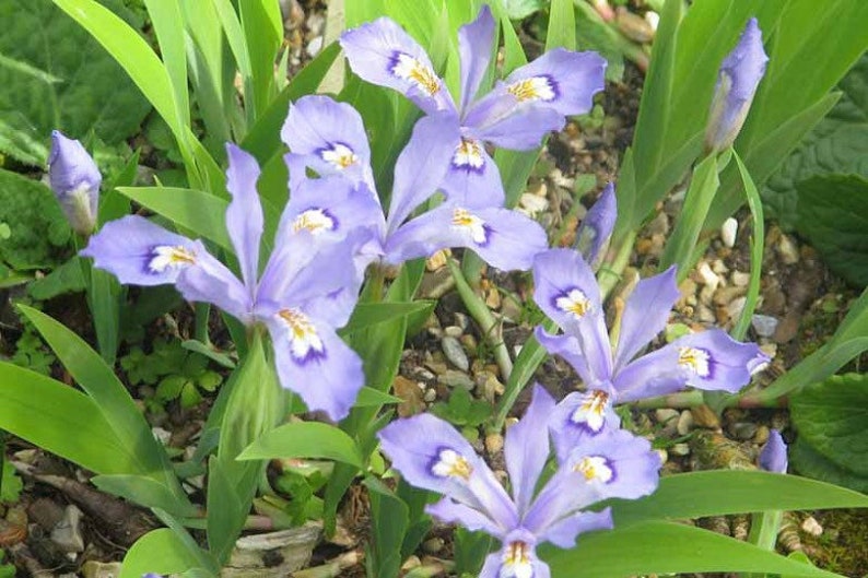 Dwarf Crested Iris Plants - 10 Bare Root Wildflowers - Iris Cristata - Native Transplant for Garden Landscaping